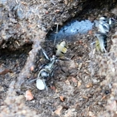 Camponotus aeneopilosus (A Golden-tailed sugar ant) at Alison Hone Reserve - 8 Jun 2024 by trevorpreston