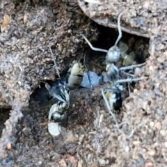 Camponotus aeneopilosus at Alison Hone Reserve - 8 Jun 2024