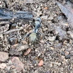 Camponotus aeneopilosus at Alison Hone Reserve - 8 Jun 2024