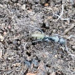 Camponotus aeneopilosus at Alison Hone Reserve - 8 Jun 2024