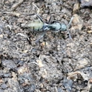 Camponotus aeneopilosus at Alison Hone Reserve - 8 Jun 2024