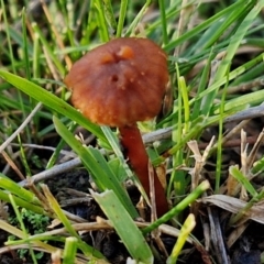 Laccaria sp. (Laccaria) at Alison Hone Reserve - 8 Jun 2024 by trevorpreston