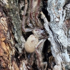 Isopeda canberrana (Canberra Huntsman Spider) at Alison Hone Reserve - 8 Jun 2024 by trevorpreston