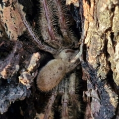 Isopeda canberrana at Alison Hone Reserve - 8 Jun 2024