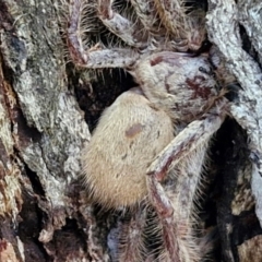 Isopeda canberrana at Alison Hone Reserve - 8 Jun 2024