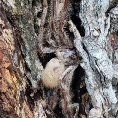 Isopeda canberrana at Alison Hone Reserve - 8 Jun 2024