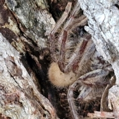 Isopeda canberrana at Alison Hone Reserve - 8 Jun 2024