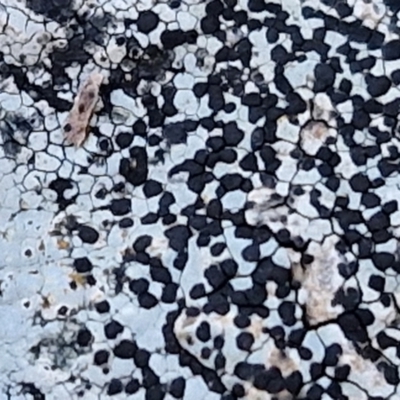 Unidentified Lichen at Kingsdale, NSW - 8 Jun 2024 by trevorpreston