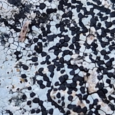 Unverified Lichen at Alison Hone Reserve - 8 Jun 2024 by trevorpreston