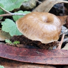 Unidentified Cap on a stem; gills below cap [mushrooms or mushroom-like] at Kingsdale, NSW - 8 Jun 2024 by trevorpreston