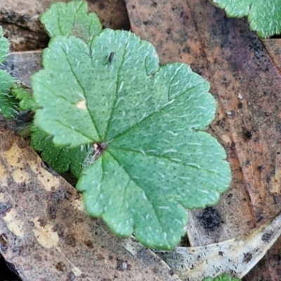 Hydrocotyle laxiflora (Stinking Pennywort) at Goulburn Mulwaree Council - 8 Jun 2024 by trevorpreston