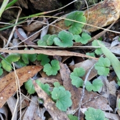 Hydrocotyle laxiflora at Alison Hone Reserve - 8 Jun 2024