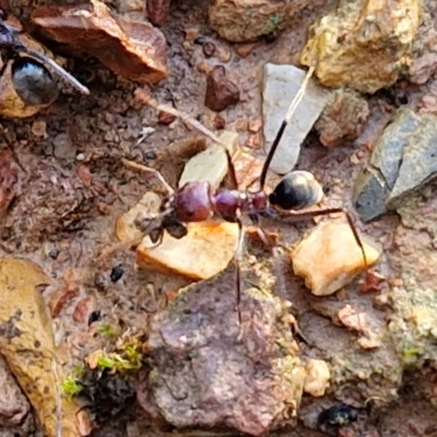 Iridomyrmex purpureus (Meat Ant) at Alison Hone Reserve - 8 Jun 2024 by trevorpreston
