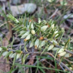 Melichrus urceolatus (Urn Heath) at Alison Hone Reserve - 8 Jun 2024 by trevorpreston