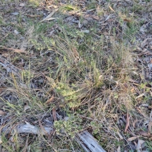 Melichrus urceolatus at Alison Hone Reserve - 8 Jun 2024