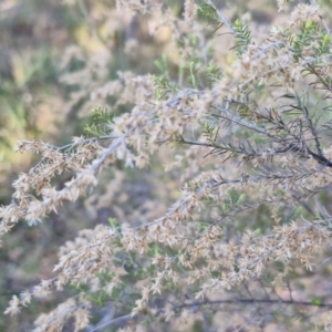 Cassinia sifton at Alison Hone Reserve - 8 Jun 2024