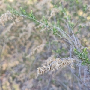 Cassinia sifton at Alison Hone Reserve - 8 Jun 2024