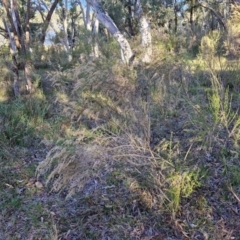 Cassinia sifton at Alison Hone Reserve - 8 Jun 2024