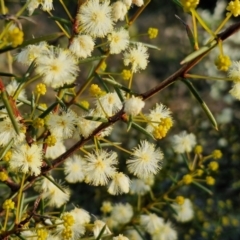 Acacia genistifolia (Early Wattle) at Goulburn Mulwaree Council - 8 Jun 2024 by trevorpreston