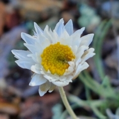 Leucochrysum albicans subsp. tricolor (Hoary Sunray) at Kingsdale, NSW - 8 Jun 2024 by trevorpreston