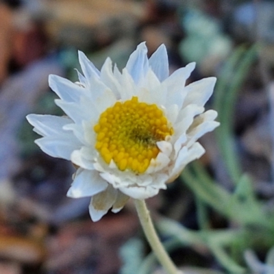 Leucochrysum albicans subsp. tricolor (Hoary Sunray) at Goulburn Mulwaree Council - 8 Jun 2024 by trevorpreston