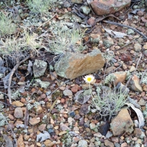 Leucochrysum albicans subsp. tricolor at Alison Hone Reserve - 8 Jun 2024 03:43 PM