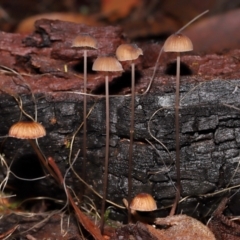 Mycena sp. (Mycena) at Tidbinbilla Nature Reserve - 8 Jun 2024 by TimL