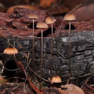 Mycena sp. at Tidbinbilla Nature Reserve - 8 Jun 2024 by TimL