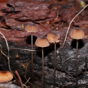 Mycena cystidiosa at Tidbinbilla Nature Reserve - 8 Jun 2024