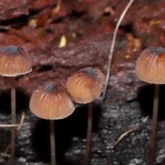 Mycena cystidiosa at Tidbinbilla Nature Reserve - 8 Jun 2024