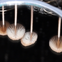 Mycena cystidiosa at Tidbinbilla Nature Reserve - 8 Jun 2024