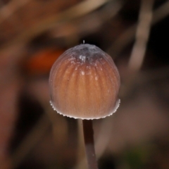 Mycena cystidiosa at Tidbinbilla Nature Reserve - 8 Jun 2024