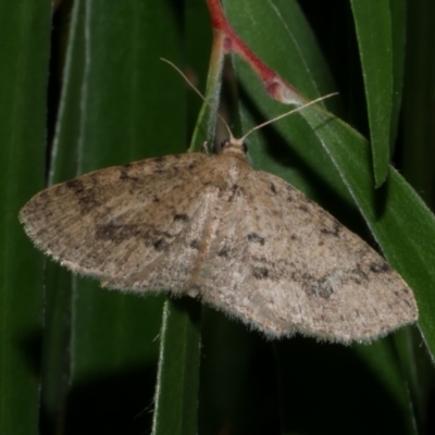 Poecilasthena scoliota (A Geometer moth (Larentiinae)) at Freshwater Creek, VIC - 1 Mar 2023 by WendyEM