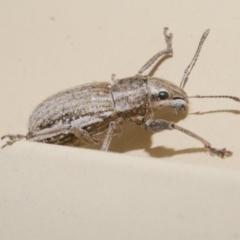 Naupactus leucoloma (White-fringed weevil) at Freshwater Creek, VIC - 19 Mar 2023 by WendyEM