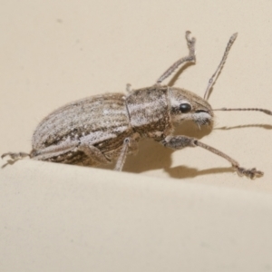 Naupactus leucoloma at WendyM's farm at Freshwater Ck. - 19 Mar 2023 04:19 PM