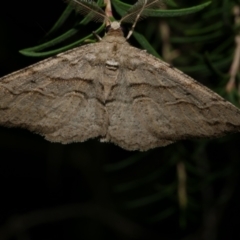 Syneora fractata (Ennominae) at WendyM's farm at Freshwater Ck. - 24 Mar 2023 by WendyEM