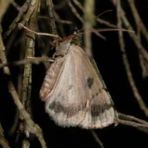 Aeolochroma metarhodata at WendyM's farm at Freshwater Ck. - 24 Mar 2023 11:01 PM