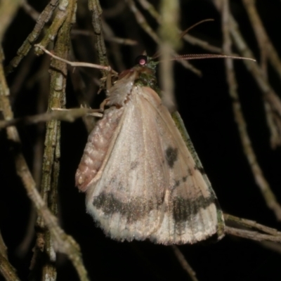 Aeolochroma metarhodata (Tea-tree Emerald) at Freshwater Creek, VIC - 24 Mar 2023 by WendyEM