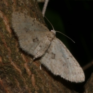 Poecilasthena scoliota at WendyM's farm at Freshwater Ck. - 24 Mar 2023