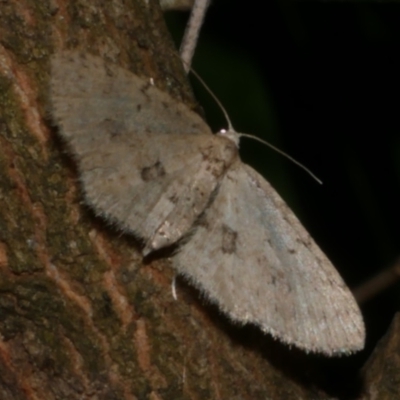 Poecilasthena scoliota (A Geometer moth (Larentiinae)) at WendyM's farm at Freshwater Ck. - 24 Mar 2023 by WendyEM