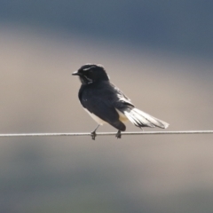 Rhipidura leucophrys at Tidbinbilla Nature Reserve - 8 Jun 2024