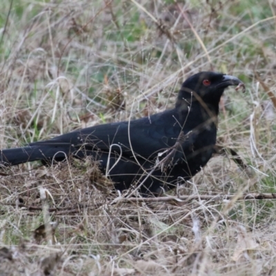 Corcorax melanorhamphos (White-winged Chough) at Kambah, ACT - 8 Jun 2024 by RodDeb