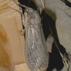Abantiades atripalpis (Bardee grub/moth, Rain Moth) at Freshwater Creek, VIC - 28 Mar 2023 by WendyEM