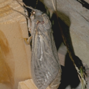 Abantiades atripalpis at WendyM's farm at Freshwater Ck. - 28 Mar 2023 08:47 PM