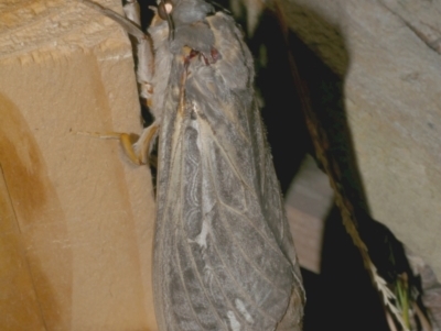 Abantiades atripalpis (Bardee grub/moth, Rain Moth) at WendyM's farm at Freshwater Ck. - 28 Mar 2023 by WendyEM