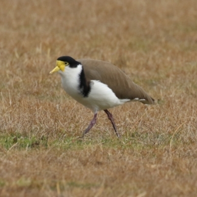 Vanellus miles (Masked Lapwing) at Kambah, ACT - 8 Jun 2024 by RodDeb