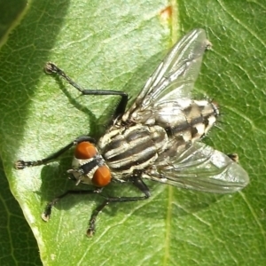 Sarcophagidae (family) at Herne Hill, VIC - 31 Mar 2023 10:20 AM