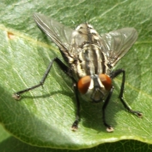 Sarcophagidae (family) at Herne Hill, VIC - 31 Mar 2023 10:20 AM