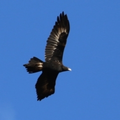 Aquila audax (Wedge-tailed Eagle) at Tidbinbilla Nature Reserve - 8 Jun 2024 by RodDeb