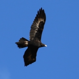 Aquila audax at Tidbinbilla Nature Reserve - 8 Jun 2024 02:03 PM